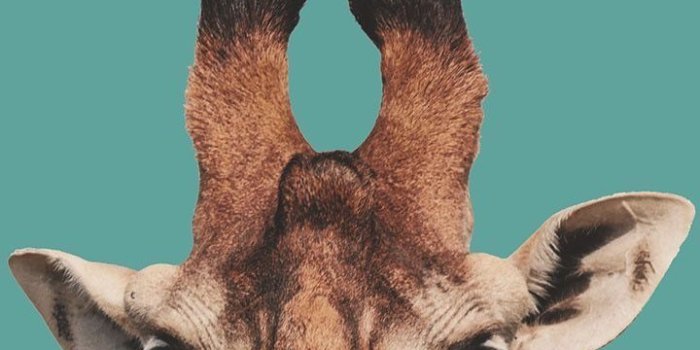 720x1280 Pin: chloevel | Animal wallpaper, Giraffe pictures, Cute animal photos