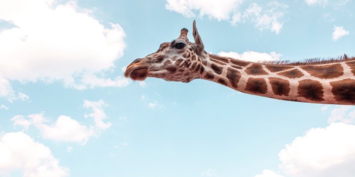 6000x4000 Giraffe Under Blue Sky 5k, HD Animals, 4k Wallpapers, Images, Backgrounds,  Photos and Pictures