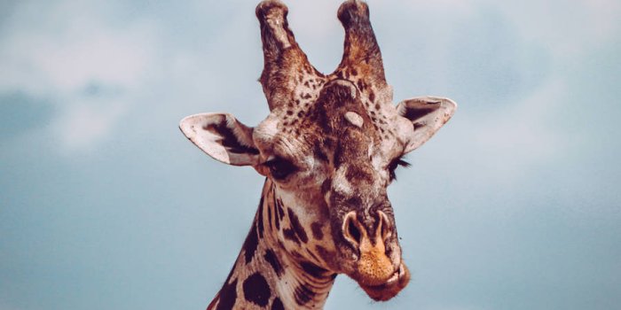 900x900 Download Giraffe Wallpaper