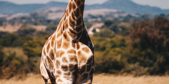 1000x1500 500+ Giraffe Pictures [HD] | Download Free Images on Unsplash