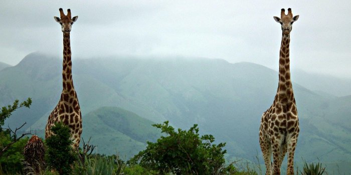 1920x1200 Giraffe Wallpapers