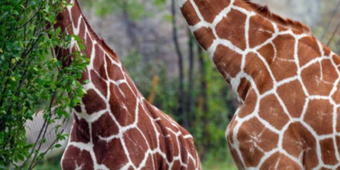 1080x2280 Giraffe Wallpapers - Top Quality Giraffe Backgrounds [ 40 + HD ]