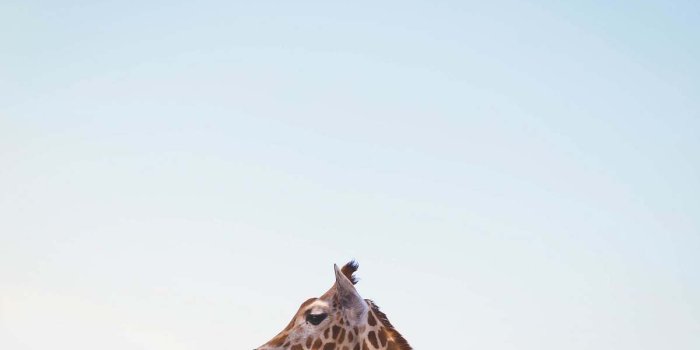 1200x800 ✓ Giraffe Photo Of Giraffe Wallpaper Image Free Photo