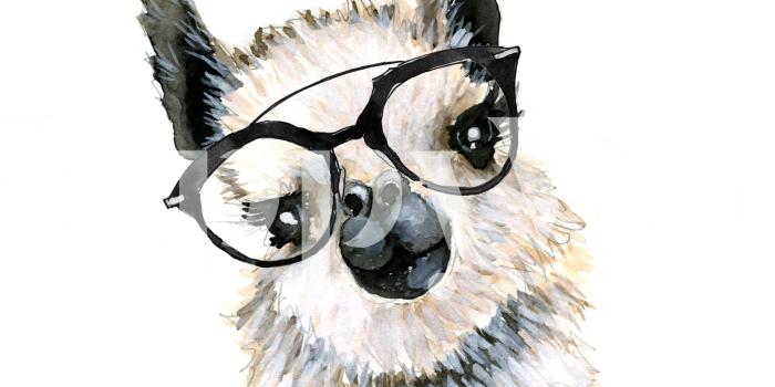 1600x2245 Buy Llama with Glasses wallpaper - Happywall