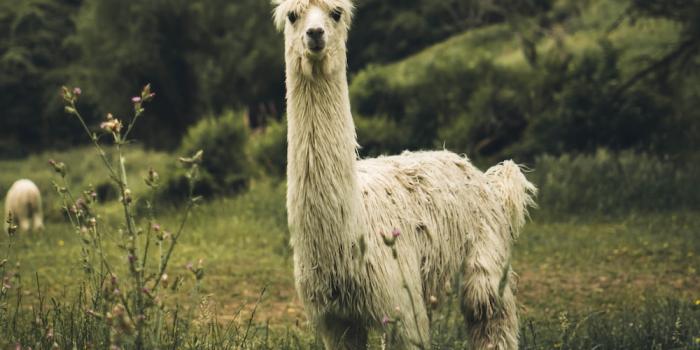 1000x1250 500+ Llama Pictures [HD] | Download Free Images on Unsplash
