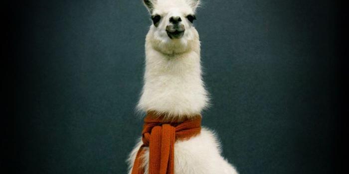 1024x768 Llama HD Wallpapers - Top Free Llama HD Backgrounds - WallpaperAccess