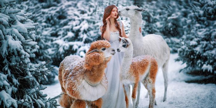 2000x1333 Llama HD Wallpapers and Backgrounds