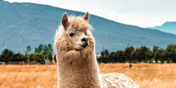 3840x2160 Download wallpaper 3840x2160 llama, animal, fluffy, hill 4k uhd 16:9 hd  background