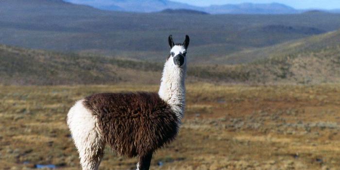1280x1024 Llama Wallpapers - Animals Town