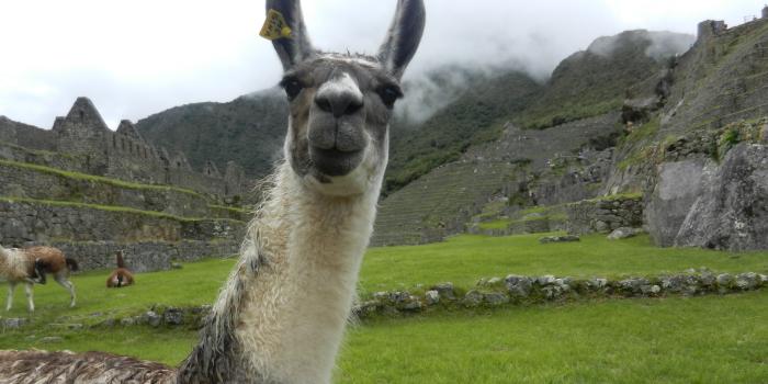 4000x3000 10+ Llama HD Wallpapers and Backgrounds