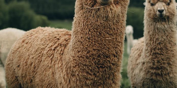 1000x1250 500+ Llama Pictures [HD] | Download Free Images on Unsplash