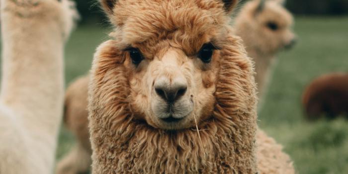 2250x4000 229+ Best Free Llama Stock Photos & Images · 100% Royalty-Free HD Downloads