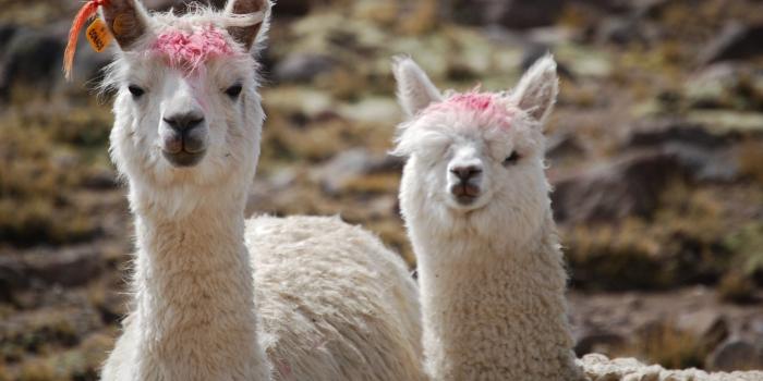 1920x1200 alpaca wallpaper,llama,vertebrate,alpaca,camelid,mammal (#282353) -  WallpaperUse