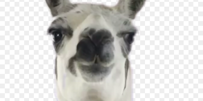 840x966 Llama Head Png - Llama Wallpapers For Iphone 6, Transparent Png - 504x886  (#3982798) - PinPng