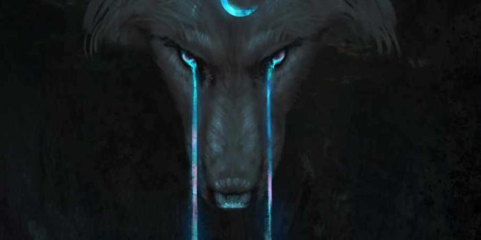 900x1600 Crying Wolf IPhone Wallpaper - IPhone Wallpapers : iPhone Wallpapers