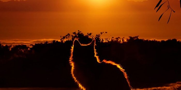 950x1689 Cat Enjoying Sunset 4K Ultra HD Mobile Wallpaper