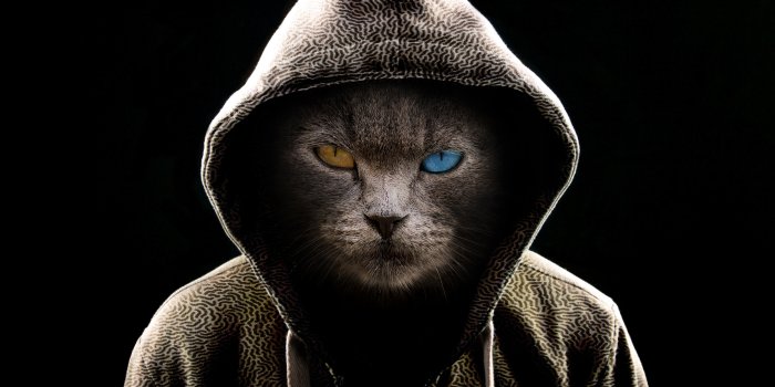 3840x2160 Scary Cat Wallpaper 4K, Hoodie, Animal Portrait, Black background, Pet,  Animals, #5698