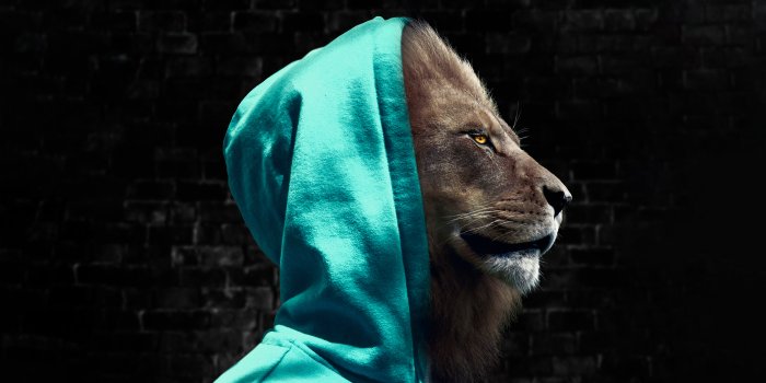 5120x2880 Lion with hoodie Wallpaper 5k Ultra HD ID:9579
