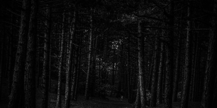 1000x1500 500+ Dark Forest Pictures [HD] | Download Free Images on Unsplash