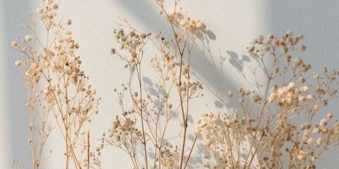 736x1309 Cream Aesthetic Wallpaper Iphone in 2021 | Color wallpaper iphone, Window  shadow, Aesthe… | Color wallpaper iphone, Iphone wallpaper lights, Floral  wallpaper iphone