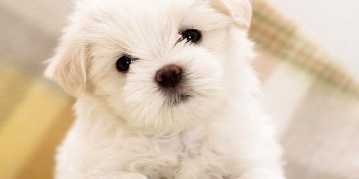 1280x1024 Pet Wallpapers - Top Free Pet Backgrounds - WallpaperAccess