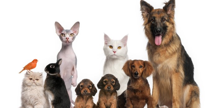 7300x4600 10+ Pets HD Wallpapers and Backgrounds