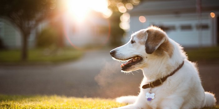 2560x1600 animals, Dogs, Pets Wallpapers HD / Desktop and Mobile Backgrounds