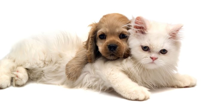 2560x1600 Baby Cats and Dogs Wallpapers - Top Free Baby Cats and Dogs Backgrounds -  WallpaperAccess