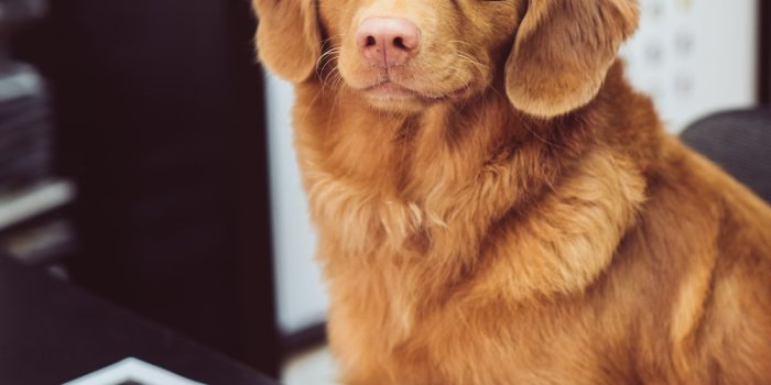 1000x1333 30k+ Pet Wallpaper Pictures | Download Free Images on Unsplash