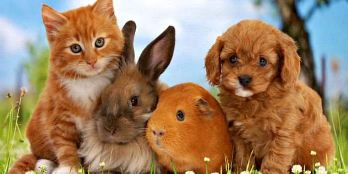 2000x1400 Pets - Animals Wallpaper (38745689) - Fanpop - Page 6