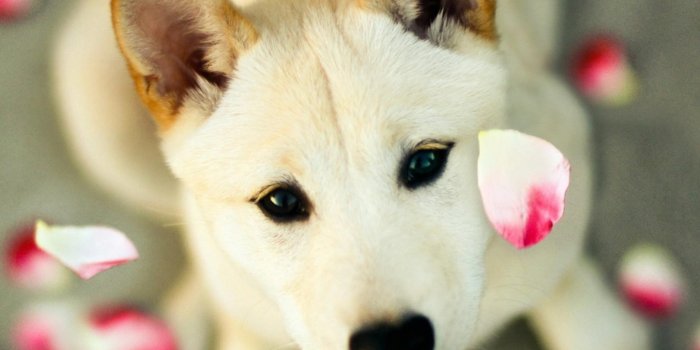 2048x2048 Best Dog iPad Air HD Wallpapers - iLikeWallpaper