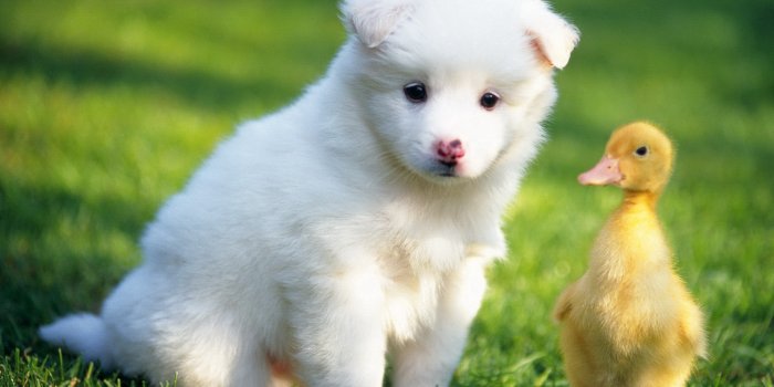 1920x1080 Animals - KDE Store