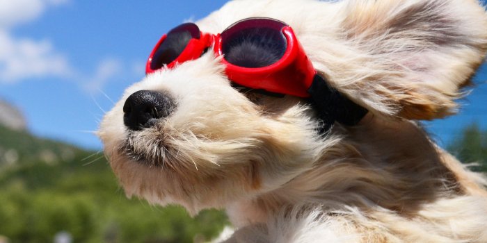 2048x2048 4K Cute Dog Wallpapers