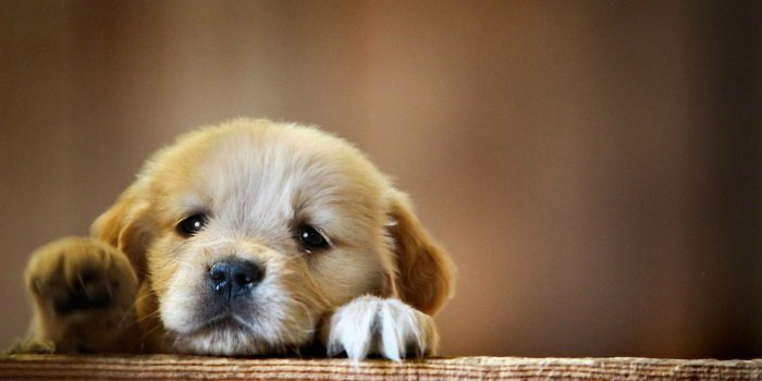 1920x1080 Cute Dogs Wallpapers - Top 35 Best Cute Dogs Backgrounds Download