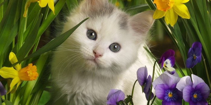 1600x1200 Free download pets wallpapers [1600x1200] for your Desktop, Mobile & Tablet  | Explore 46+ Free Kittens Wallpaper for Desktop | Desktop Wallpaper Cats  and Kittens, Kitten Wallpapers for Desktop, Desktop Wallpaper Cats