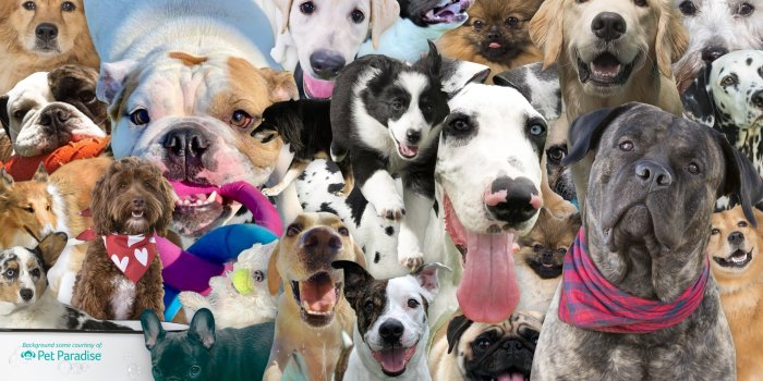 1920x1080 Dog and Cat Zoom Backgrounds | Pet Paradise