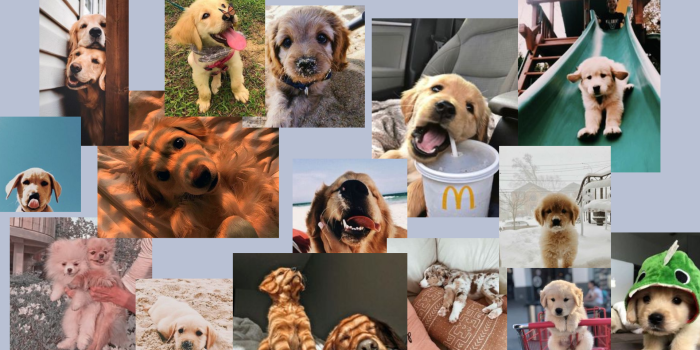 1920x1080 p u p p i e s | Cute puppy wallpaper, Dog wallpaper, Cute laptop wallpaper