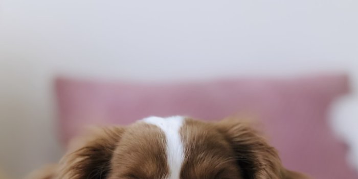 1000x1334 500+ Sad Dog Pictures [HD] | Download Free Images on Unsplash