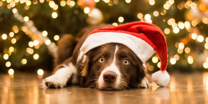 2560x1440 Christmas Pets Wallpapers - Top Free Christmas Pets Backgrounds -  WallpaperAccess