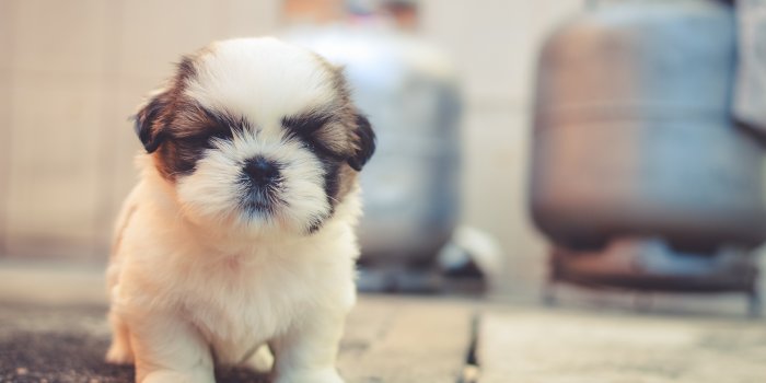 4000x2660 Cute Dogs Photos, Download Free Cute Dogs Stock Photos & HD Images