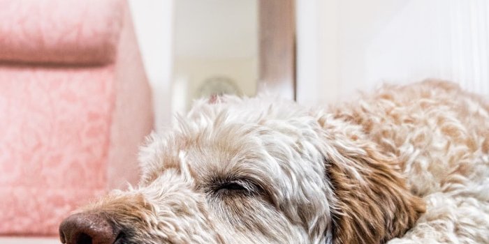 1200x1200 Pet-Proof Wallpaper and Other Materials That Are Durable - PetHelpful