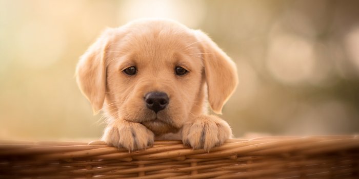 2048x1365 Wallpaper Baby, Animal, Dog, Labrador, Retriever, Pet Puppy background