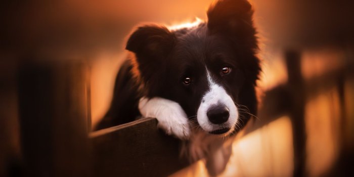 1920x1080 Dog Wallpapers - Top 65 Best Dogs Backgrounds Download