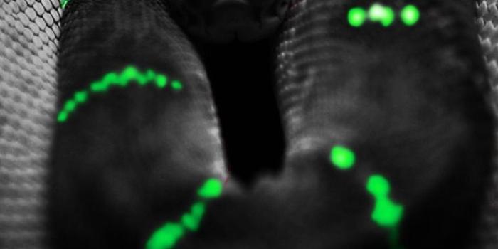 736x1177 4K iPhone Wallpapers - Top Free 4K iPhone Backgrounds - WallpaperAccess | Snake  wallpaper, Pretty snakes, Snake photos