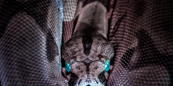 1000x1503 30,000+ Snakes Pictures | Download Free Images on Unsplash