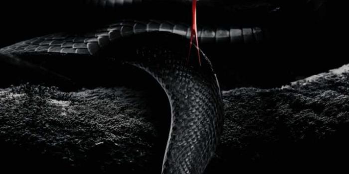 715x1271 Pretty Snakes Wallpapers