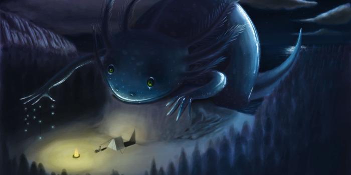 1920x1165 Axolotl Wallpapers | Axolotl, Animals, Creatures