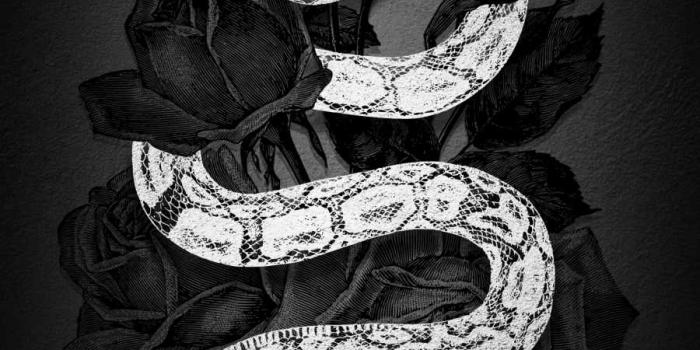 900x1600 White Snake IPhone Wallpaper - IPhone Wallpapers : iPhone Wallpapers