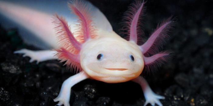 1600x900 Axolotl Wallpapers