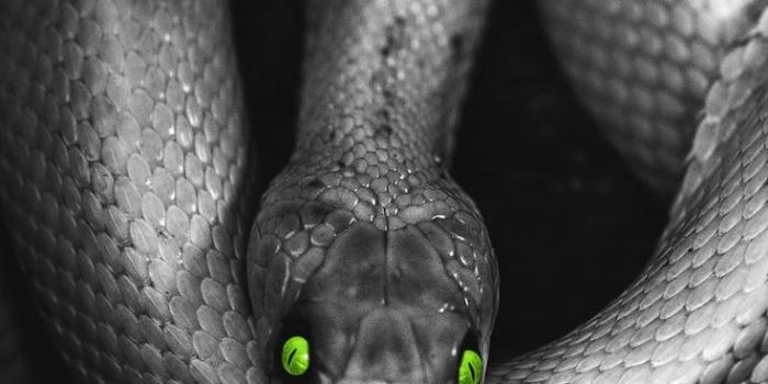 736x1177 Wallpaper photoshop reptile leaves eyes snake | Snake wallpaper, Snake,  Reptiles